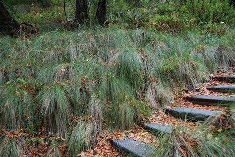 Festuca Californica Cal Fescue Plants Garden Explore