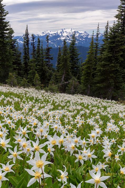 A Field Of Avalanche Lilies Blooming In Front Of Mount Olympus Wa Oc