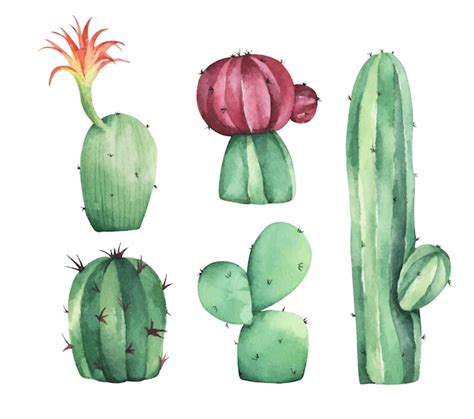 Premium Vector Set Of Cactus Watercolor Illustration