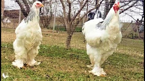 Chickens Breeds Giant Brahma Light Couple In The Backyard Farma