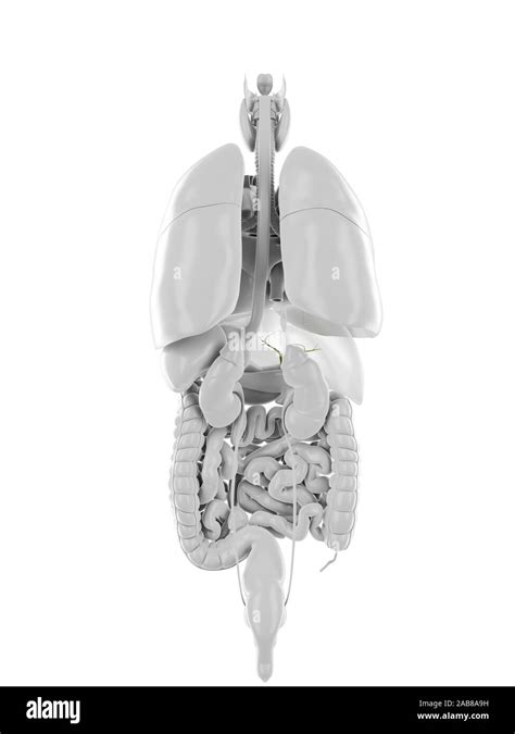 3d Rendered Medically Accurate Illustration Of The Gallbladder Stock