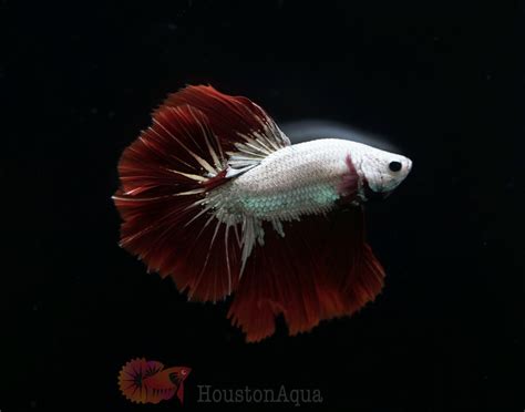 Red Dragon White Scale Halfmoon Male Betta Live Fish High Quality