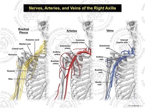 Axillary Nerve Brachial Axillary Nerve Arteries And Veins Images And Photos Finder