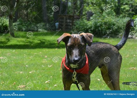 Aruban Cunucu Dog Standing In The Sunshine Stock Image Image Of