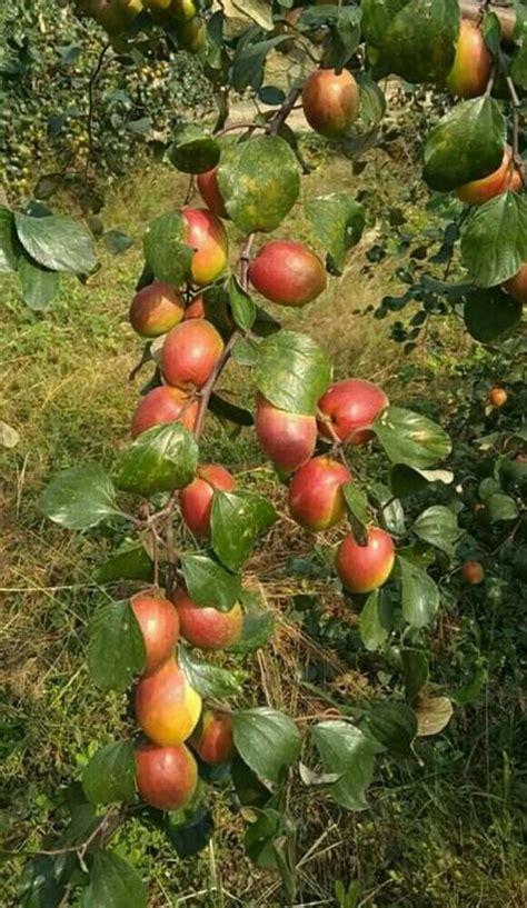 Full Sun Exposure Red Sundari Apple Ber Plant For Fruits At Rs 25piece In North 24 Parganas