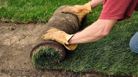 For the first day you need to water it for around 45 minutes, as the soil and the grass both need to absorb the moisture, so that they can grow properly. How to Plant a Lawn from Sod | Lawn & Garden Care - YouTube