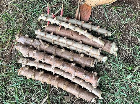 Amazon.com : 4 Sweet Yuca Cassava Cuttings for Planting Manihot