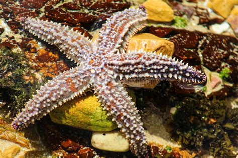 Spiny Star Fish Or Starfish Scientific Name Marthasterias Glacia Stock