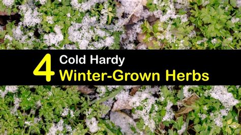 Herbs For Winter Growing Herbs That Like The Cold