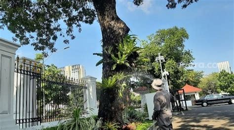 Cerita Tukang Kebun Istana Yang Sudah Berfoto Bersama 6 Presiden