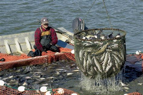 State Catfish Industry Faces Recent Struggles Mississippi State
