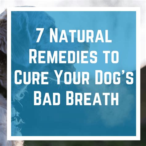 7 Natural Remedies To Cure Your Dogs Bad Breath Lover Doodles