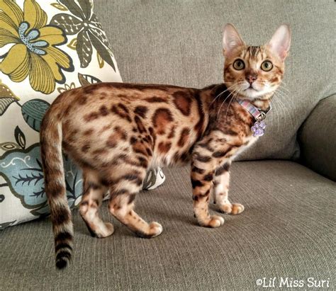 Kitten pricing is based on how much it conforms to the breed standards (how much it looks like a leopard). Bengal Cats For Sale | Ballston Spa, NY #129331 | Petzlover