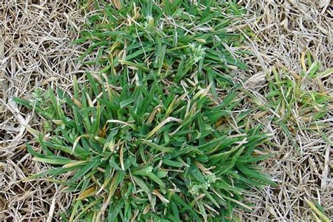 Auburn Weed Scientist Colleagues Tackle Troublesome Turfgrass Weed