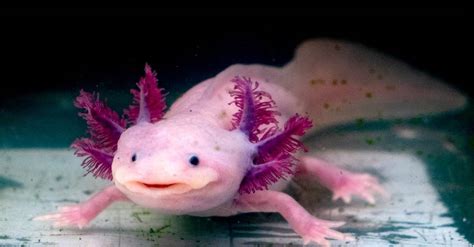Axolotl Colors The 10 Types Of Axolotl Morphs Az Animals