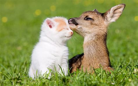 Animals Love Each Other Raww