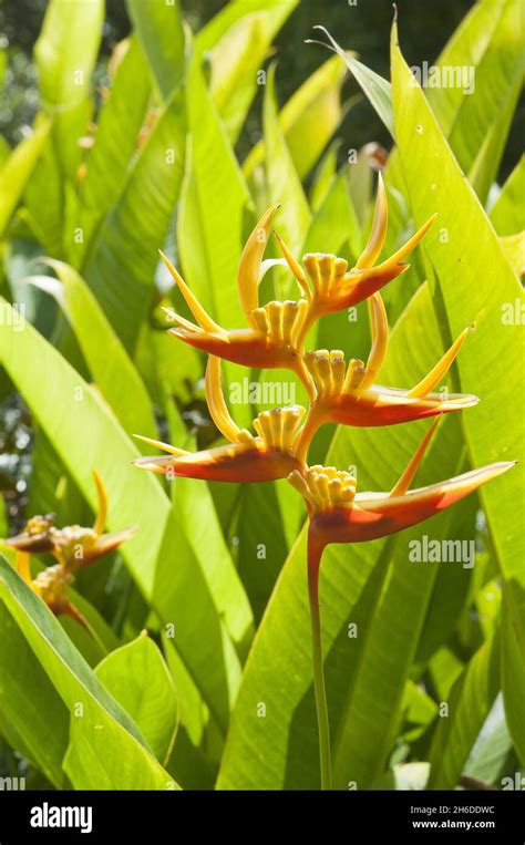 Heliconia Heliconia Spec Flowers Barbados Stock Photo Alamy