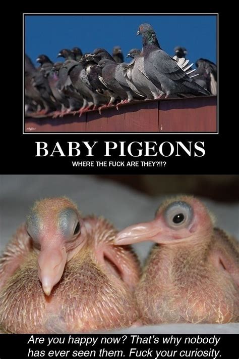 Why Has One Never Seen Baby Pigeons Baby Pigeon Pigeon Funny Funny