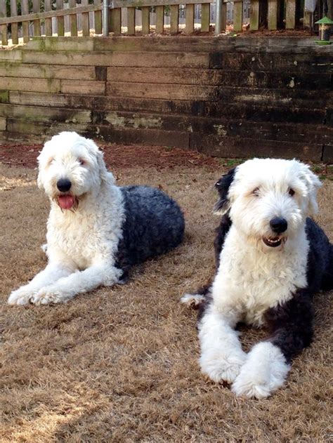 Old English Sheepdogs Tucker Left And Murphy Winding Down After A Happy