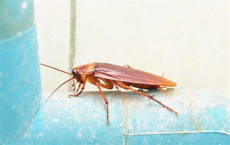 The Secret To Keeping Cockroaches Out Of Your Salt Lake City Home