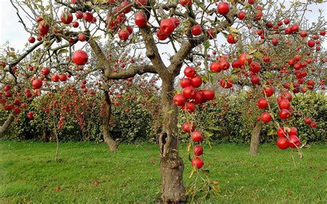 Government Sets Up High Density Apple Orchards For Kashmir Farmers