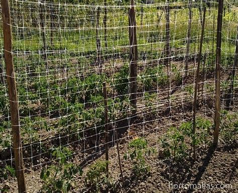 Foto Galería De Tomate Entutorado Hortomallas™ El Soporte De Tu Cultivo