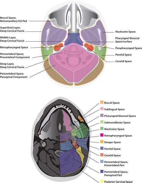 The Assessment And Management Of Deep Neck Space Infections In Adults A Systematic Review And