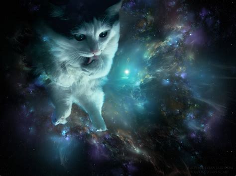 42 Cat In Space Wallpaper On Wallpapersafari