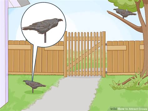 How To Attract Crows 8 Steps With Pictures Wikihow