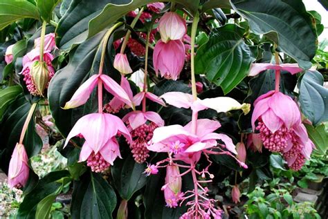 Le piante e i fiori sono perfetti per decorare e completare l'arredamento della propria abitazione e. Medinilla magnifica - Medinilla magnifica - Piante da ...