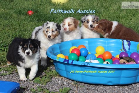 Browse aussie breeders in pa, as well as indiana, new york, ohio. Australian Shepherd puppy for sale near Battle Creek ...