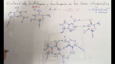 Enlace De Hidrógeno Y Tautomería En Bases Nitrogenadas Youtube