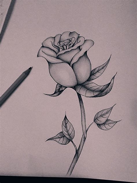 Zeichnen Lernen Rose Zeichnen Bleistift