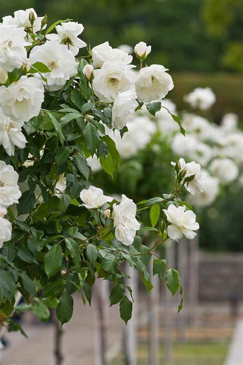 Tips For Growing Tree Roses Gardeners Path
