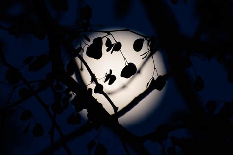 Wallpaper Leaves Branches Silhouettes Moon Night Dark Hd