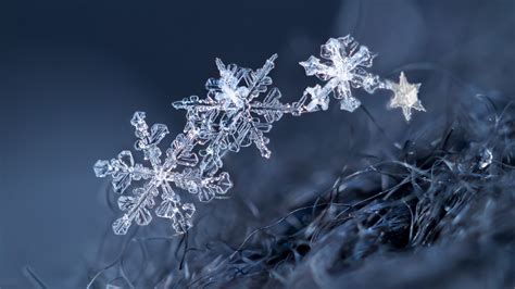Images Snowflakes Macro Photography 2560x1440