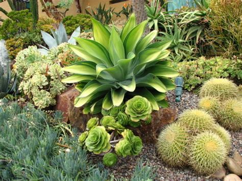 24 Best Drought Tolerant Plants That Grow In Lack Of Water Balcony