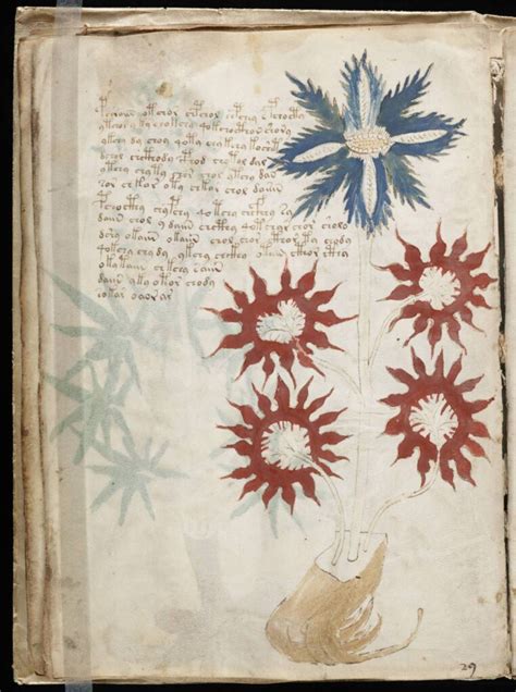 Manuscrit De Voynich Enfin Décodé Par Une Intelligence Artificielle