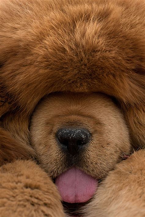 Big Fluffy Puppies 31 Big Fluffy Dog Breeds To Hug World S Fluffiest