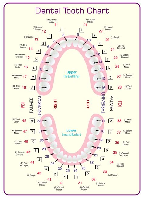 Primary Tooth Number Chart