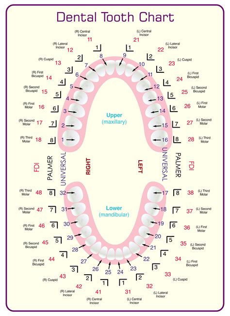 8 Best Images Of Tooth Chart Printable Full Sheet Dental Chart Teeth