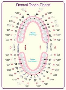 8 Best Images Of Tooth Chart Printable Full Sheet Dental Chart Teeth