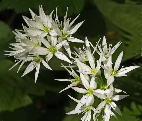 Wild Garlic Halifax Scientific Society