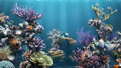 49 Animated Aquarium Desktop Wallpaper Wallpapersafari