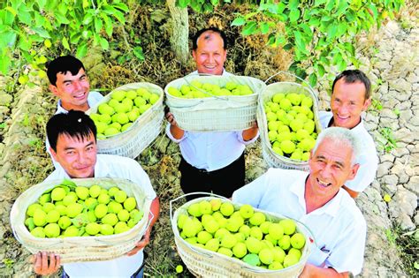 香梨丰收乐农家 天山网 新疆新闻门户