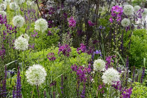 What To Grow With Alliums Bbc Gardeners World Magazine