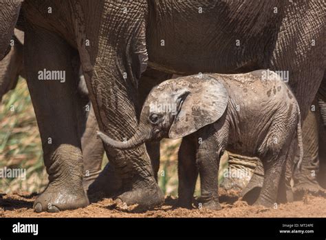 A Very Playful Baby Elephant Stock Photo Alamy