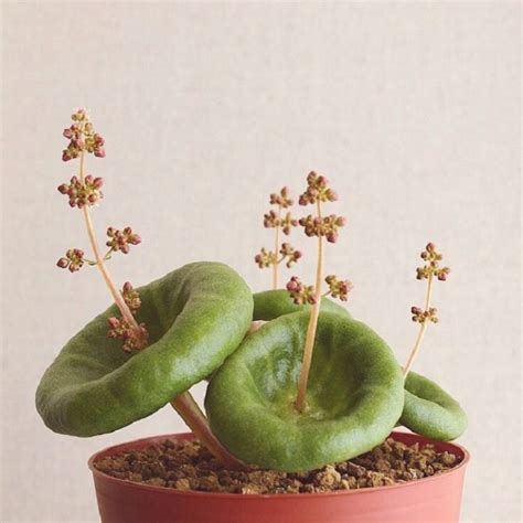 Tra i fiori particolari più facilmente. Queste piante grasse sono tanto belle quanto particolari ...