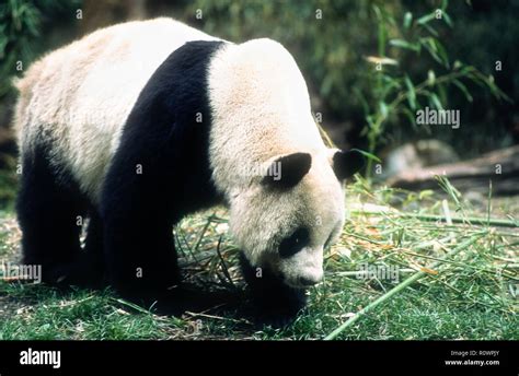 Asia China Wolong Sichuan Province Wolong China Panda Reserve