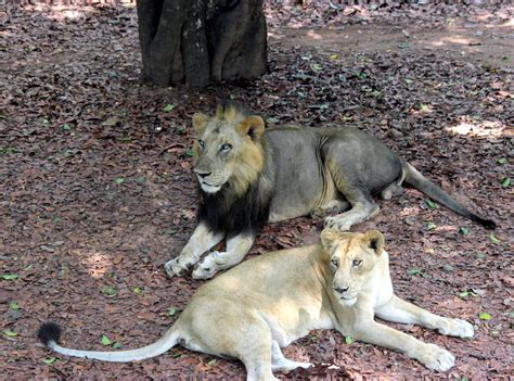 Fileasiatic Lion In Thiruvananthapuram Zoo Wikimedia Commons